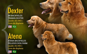 Imagem Noticia